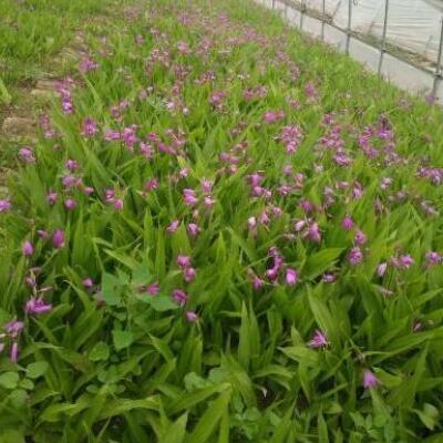 紫花三叉大白芨苗、白芨种子价格